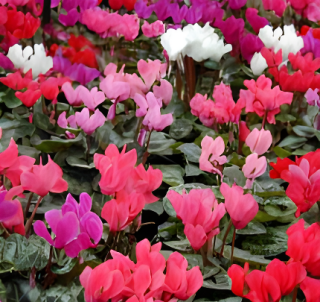 Pink flowers